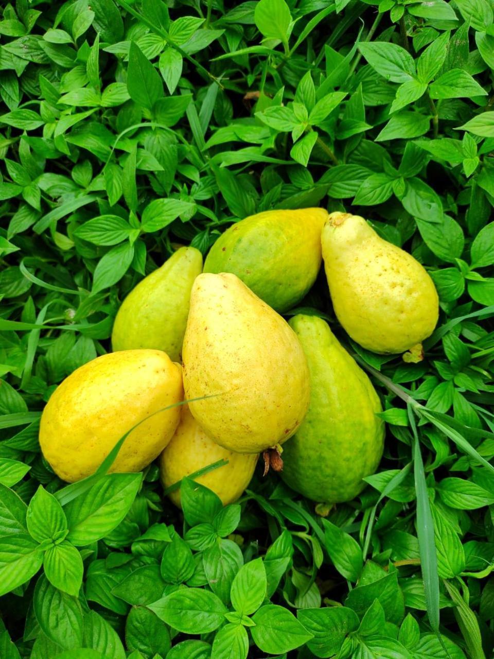 Cabana Wiwa Tayrona ลอสนารานฆอส ภายนอก รูปภาพ