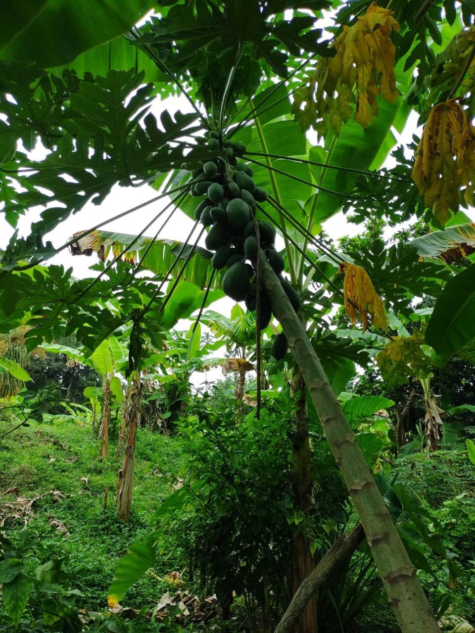 Cabana Wiwa Tayrona ลอสนารานฆอส ภายนอก รูปภาพ