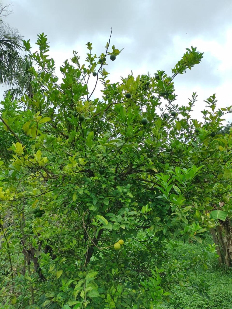 Cabana Wiwa Tayrona ลอสนารานฆอส ภายนอก รูปภาพ