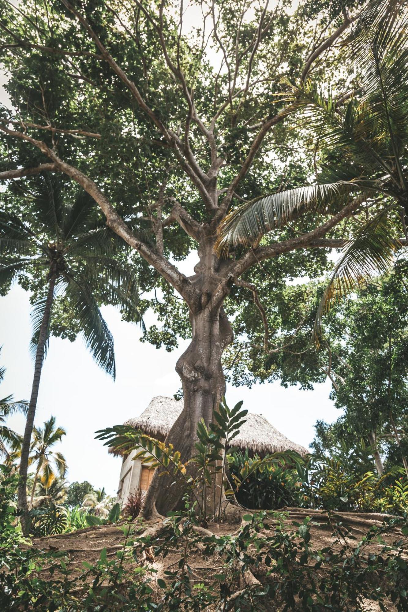 Cabana Wiwa Tayrona ลอสนารานฆอส ภายนอก รูปภาพ